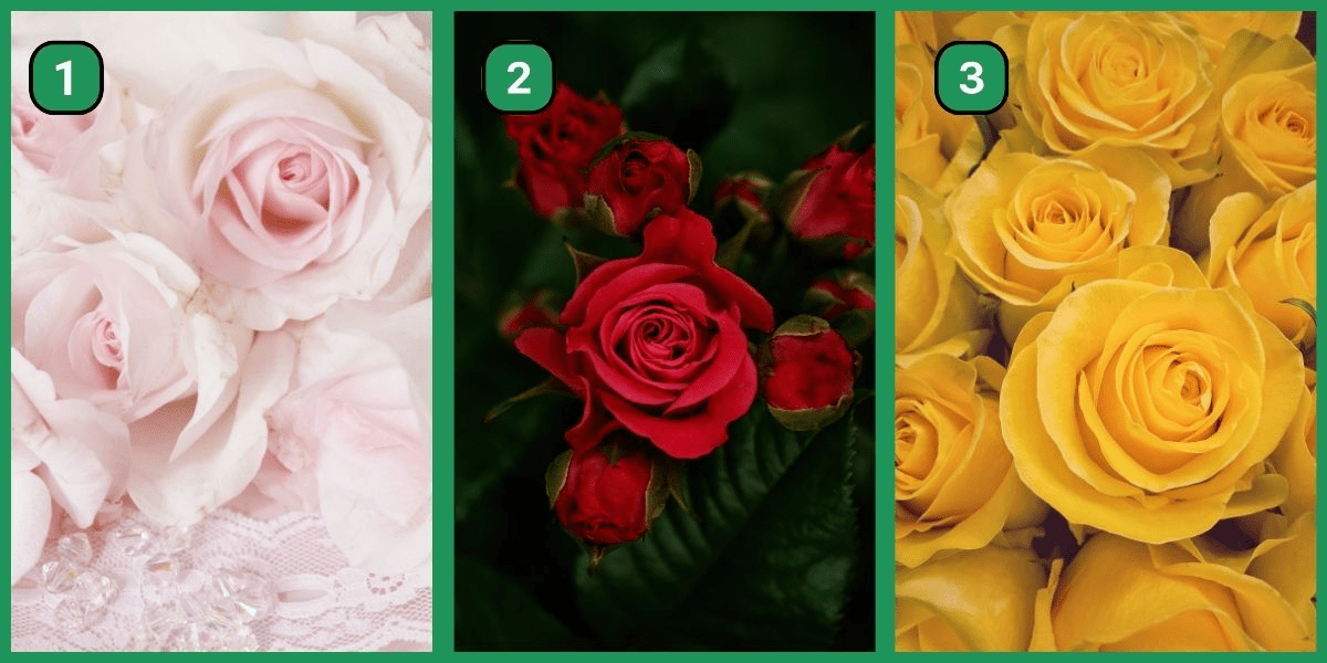 Déterminez si vous êtes un rebelle audacieux ou un disciple fidèle grâce à ce test de personnalité - Il suffit de choisir une rose !
