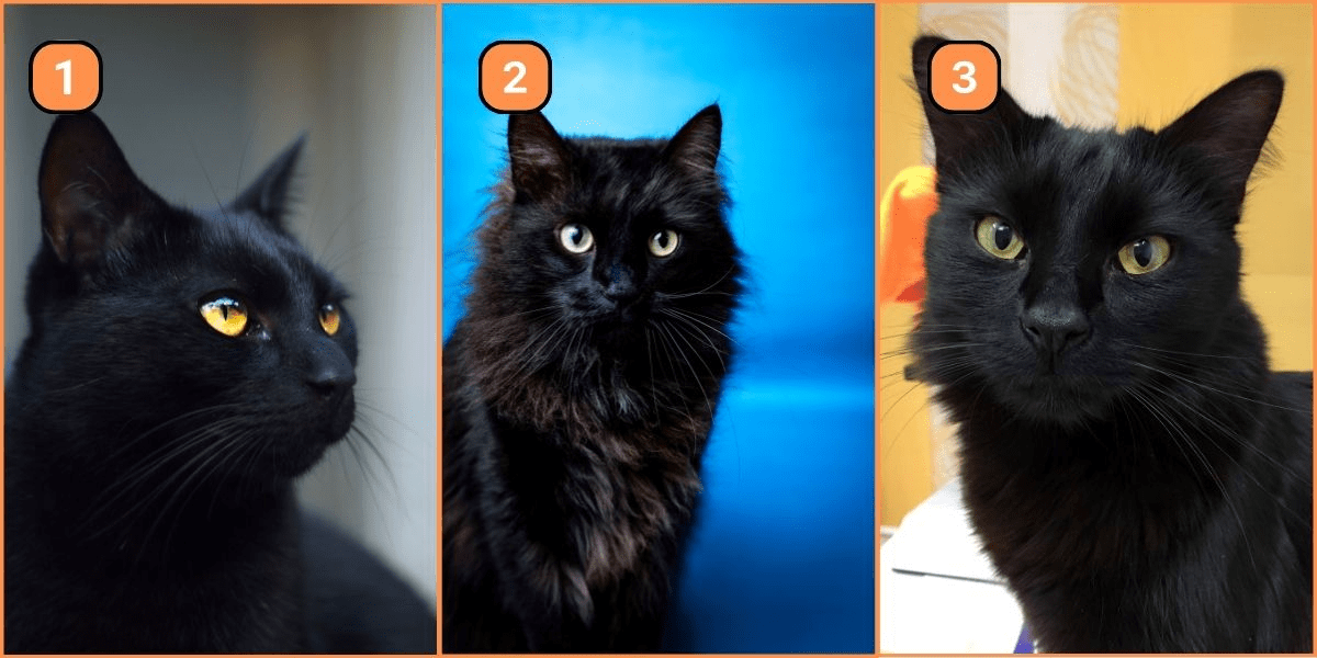 Êtes-vous un rêveur ou un réaliste ? Ce test de personnalité avec des chats noirs vous le dira !