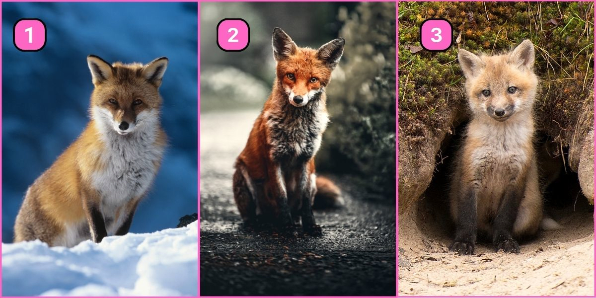 Test de personnalité : Choisissez un renard et découvrez si vous êtes un aventurier audacieux ou un décideur prudent !