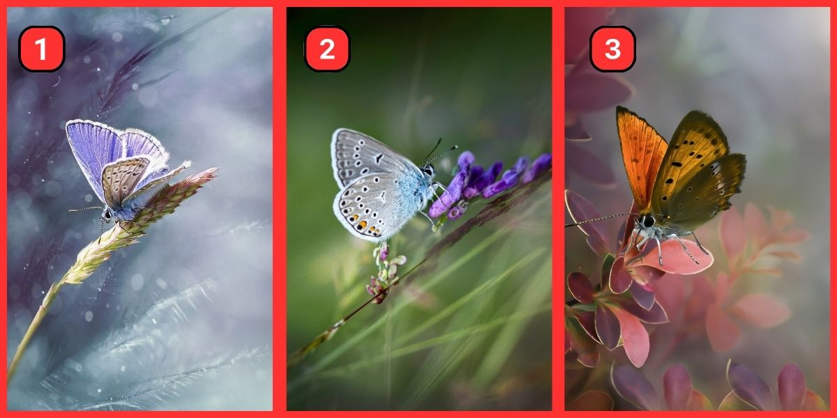 Test de personnalité : Découvrez si vous êtes introverti ou extraverti en choisissant un papillon !