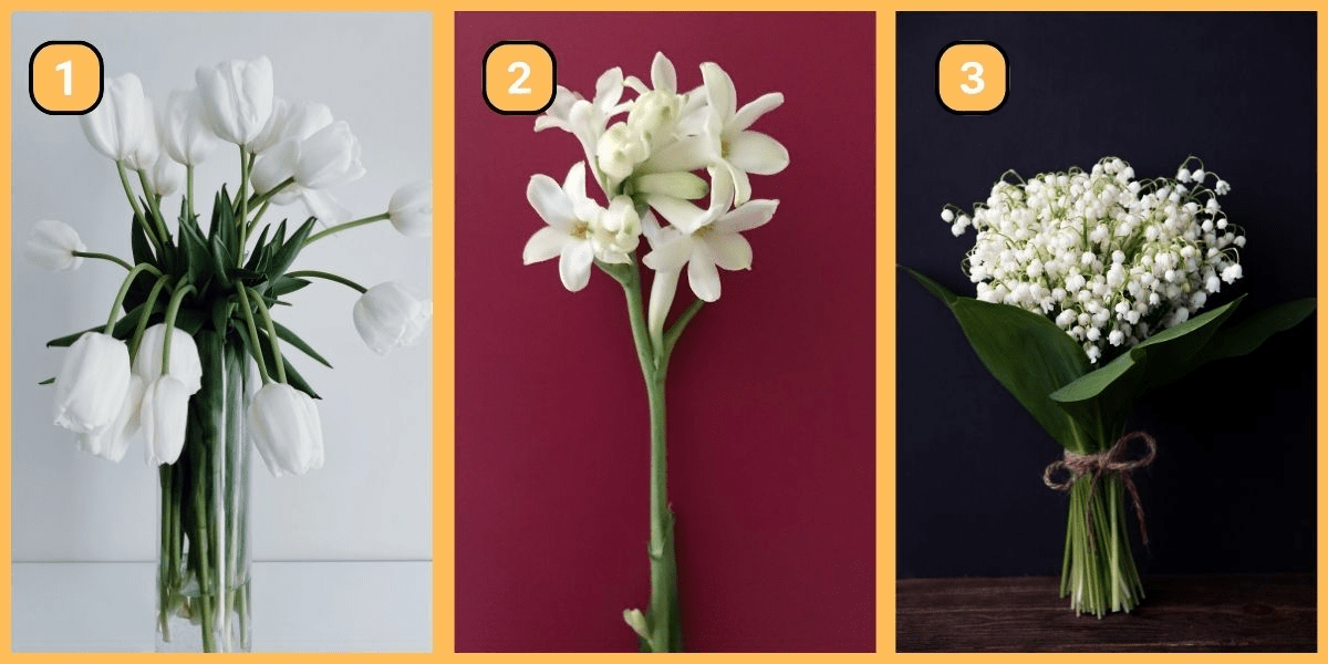 Test de personnalité : Êtes-vous conservateur ou aventurier ? Découvrez-le grâce à ces fleurs blanches!