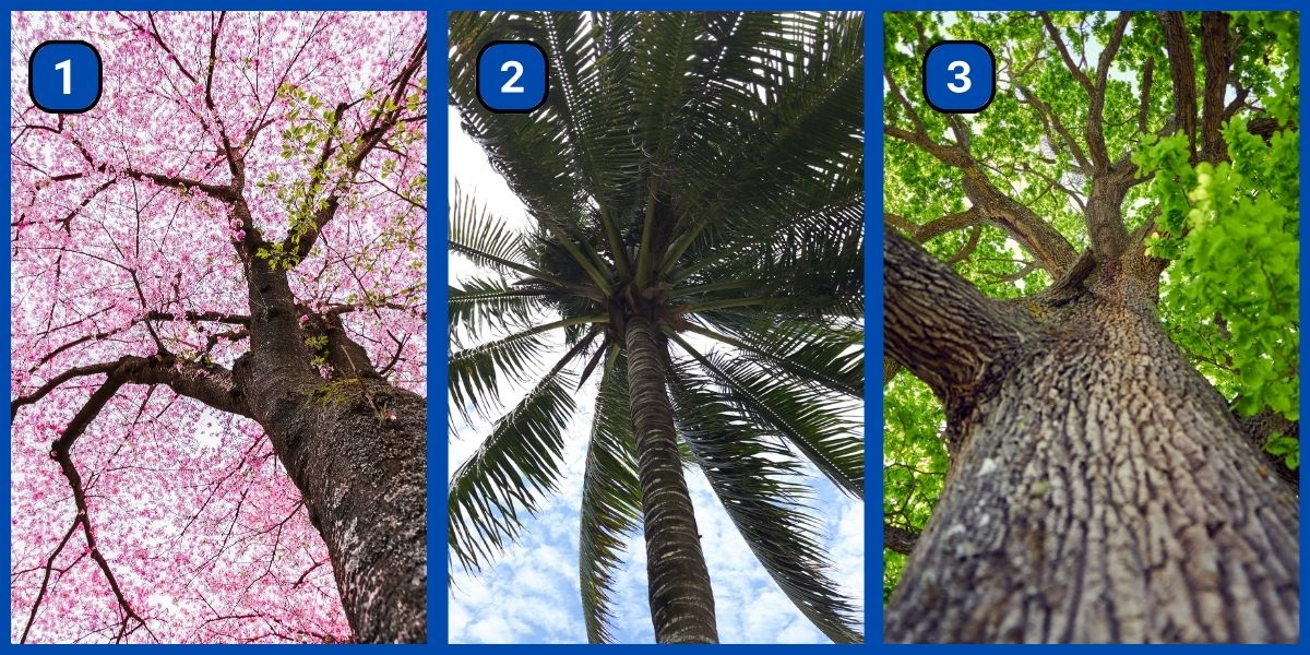 Test de personnalité : Êtes-vous vraiment ambitieux ou serein ? Choisissez un arbre et découvrez-le !
