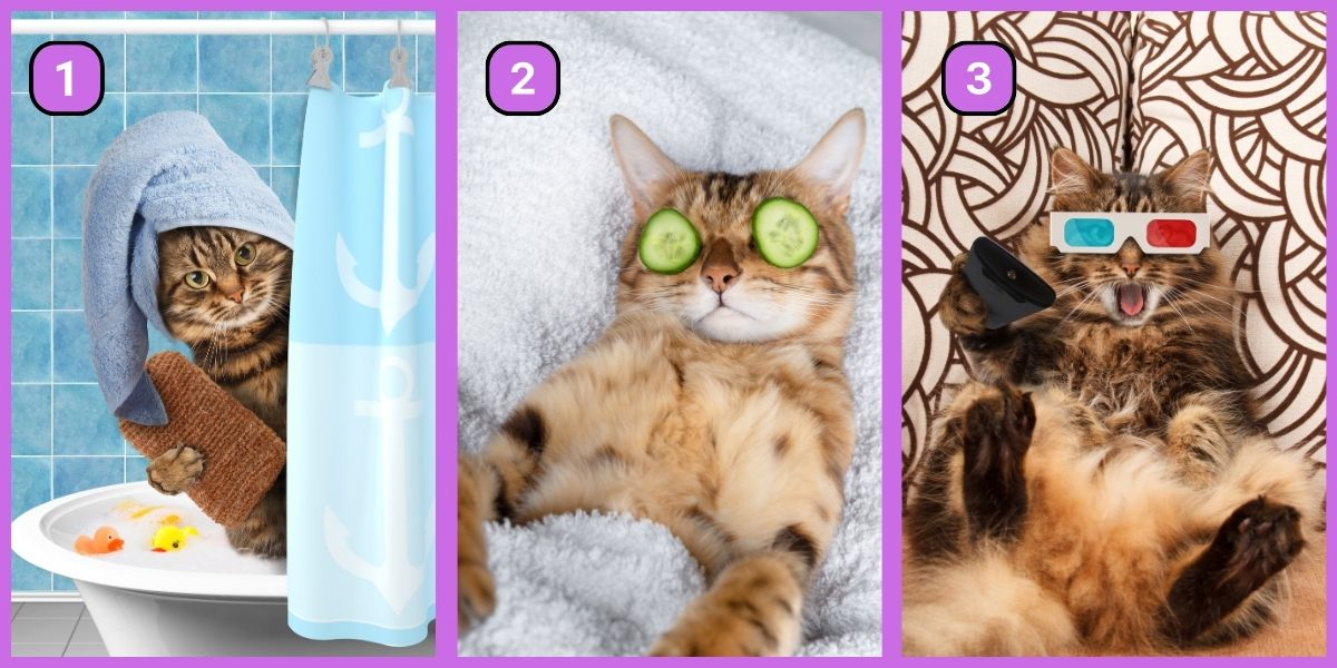 Test de personnalité : Quel chat drôle préférez-vous ? Découvrez si vous êtes un planificateur ou un esprit libre !