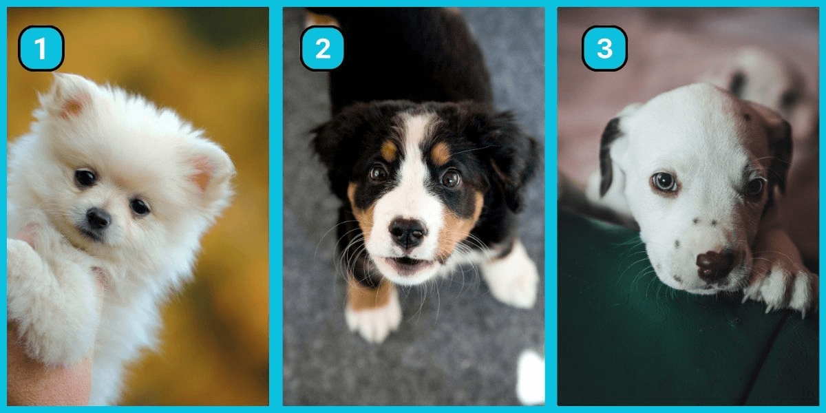 Test de personnalité : Quel chiot choisiriez-vous ? Votre choix révèle votre niveau d'indépendance.