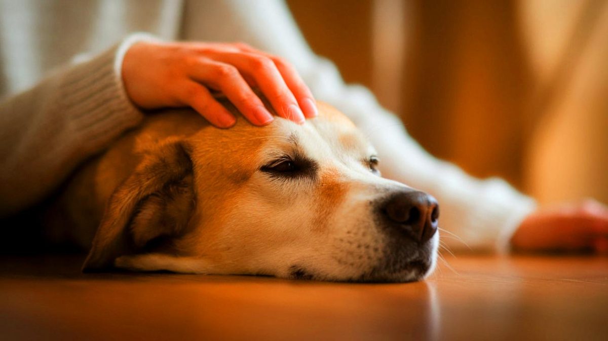 « Un remède à quatre pattes » : ces chiens extraordinaires réduisent la douleur humaine avec amour et tendresse « Un remède à quatre pattes » : ces chiens extraordinaires réduisent la douleur humaine avec amour et tendresse